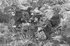 DSC_6963mono.jpg